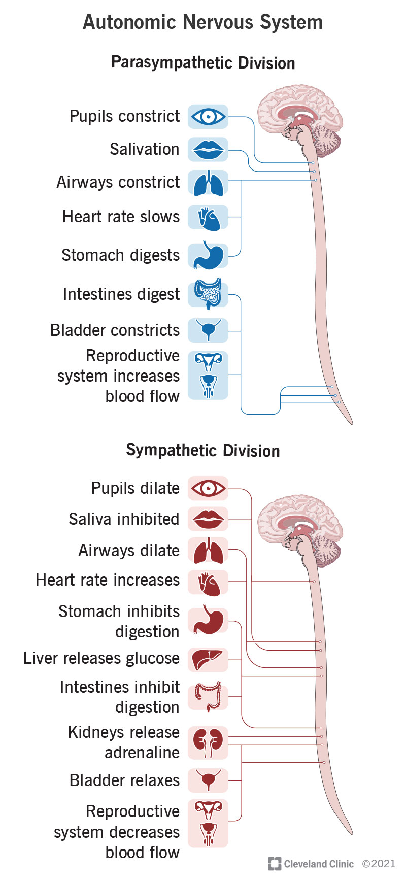 autonomic nervous system divisions