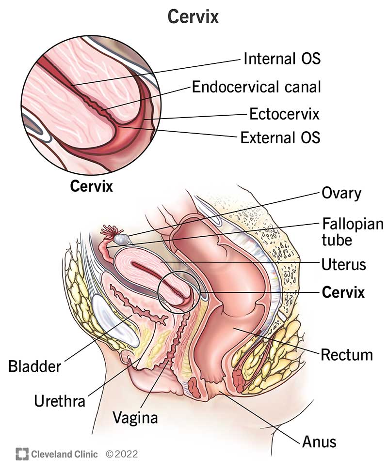 Female anatomy showing the location of the cervix and four parts of the cervix.