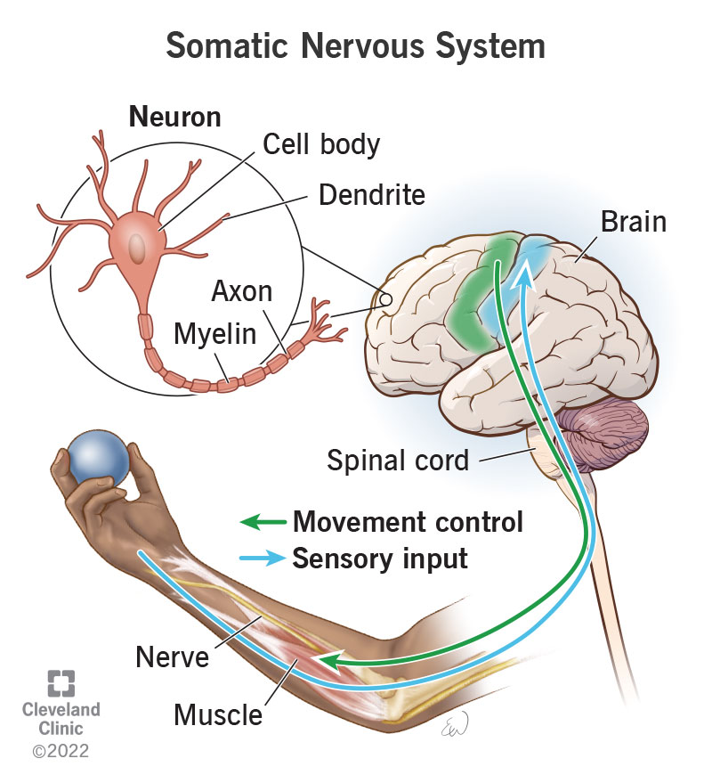 The somatic nervous system sends information signals to your brain and command signals from your brain to parts of your body.