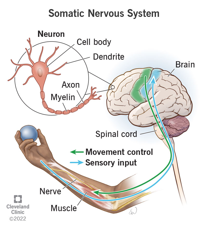 nervous tissue diagram