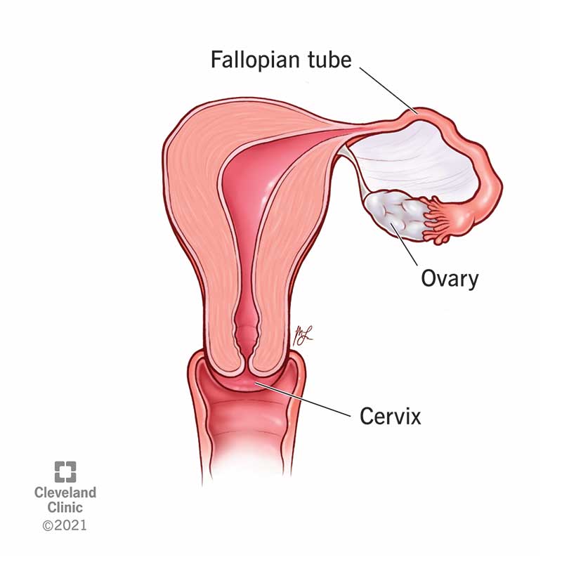 A.C Health solution - WHAT ARE THE SIGNS TO SHOW IF YOU ARE OVULATING? (1)  Take a look at the picture closely, you will discover that A is an  abnormal mucus (infertile)