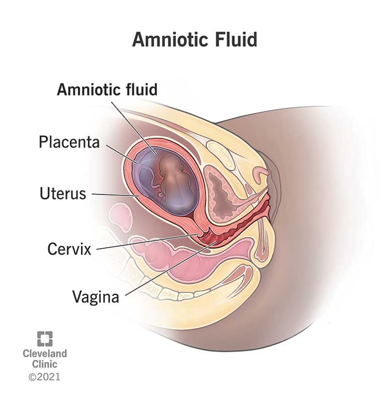 A fetus surrounded by amniotic fluid inside a uterus.