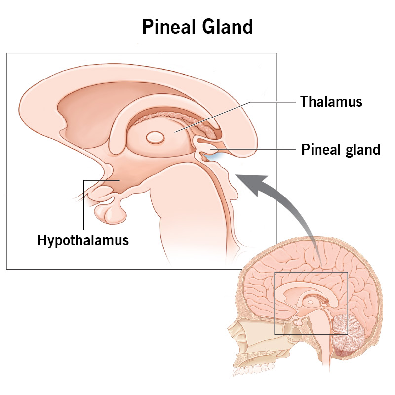 Medical illustration of the middle of the brain from a side view. The pineal gland is a small structure located behind the thalamus in the middle of the brain.