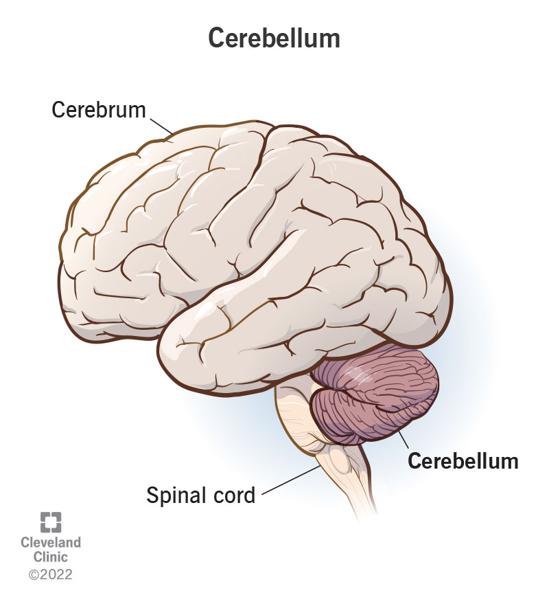 The cerebellum is a part of the brain located at the back of your skull, which is why it’s sometimes called the “hindbrain.”