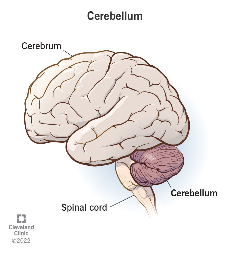 inside the brain parts