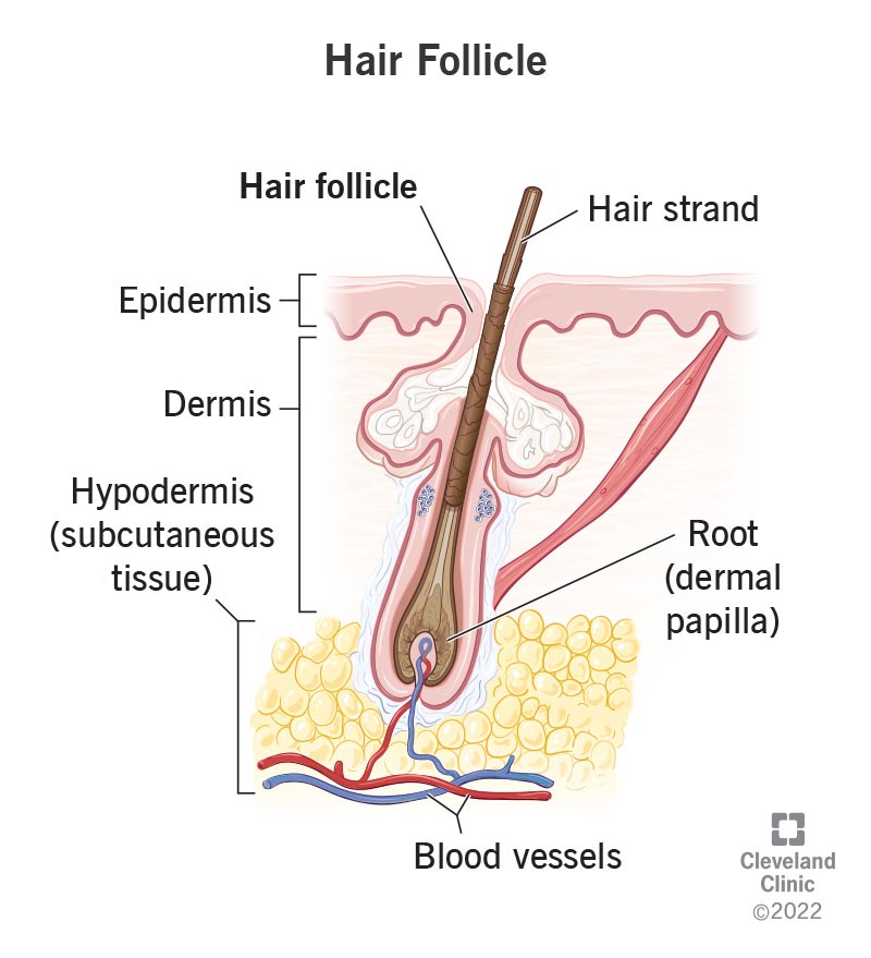 A hair follicle is a tube in the layers of your skin and tissue where your hair grows.