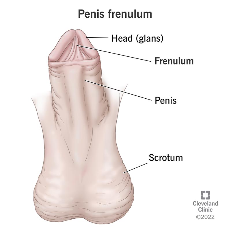 An illustration of a penis showing the frenulum of the penis located on the head (glans) and also showing the scrotum.