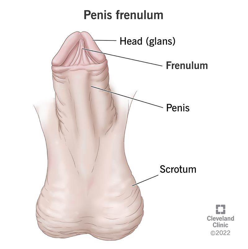 Penis Frenulum: Location, Function & Conditions