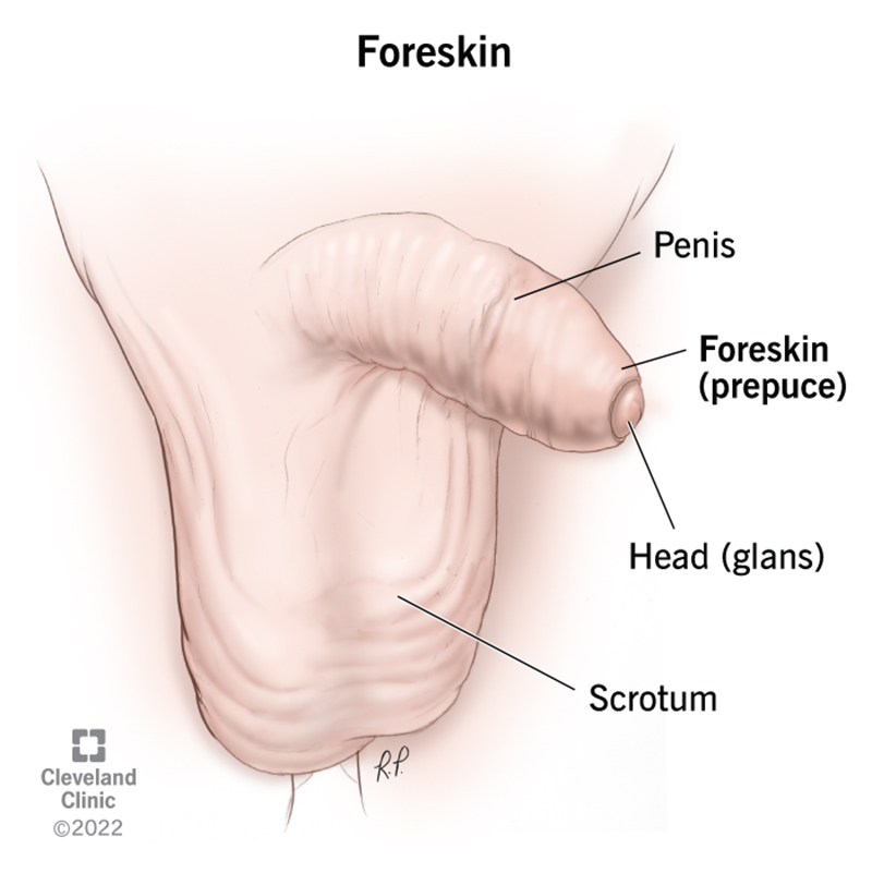 An illustration shows the foreskin (prepuce) of the penis, the head (glans) of the penis and the scrotum.