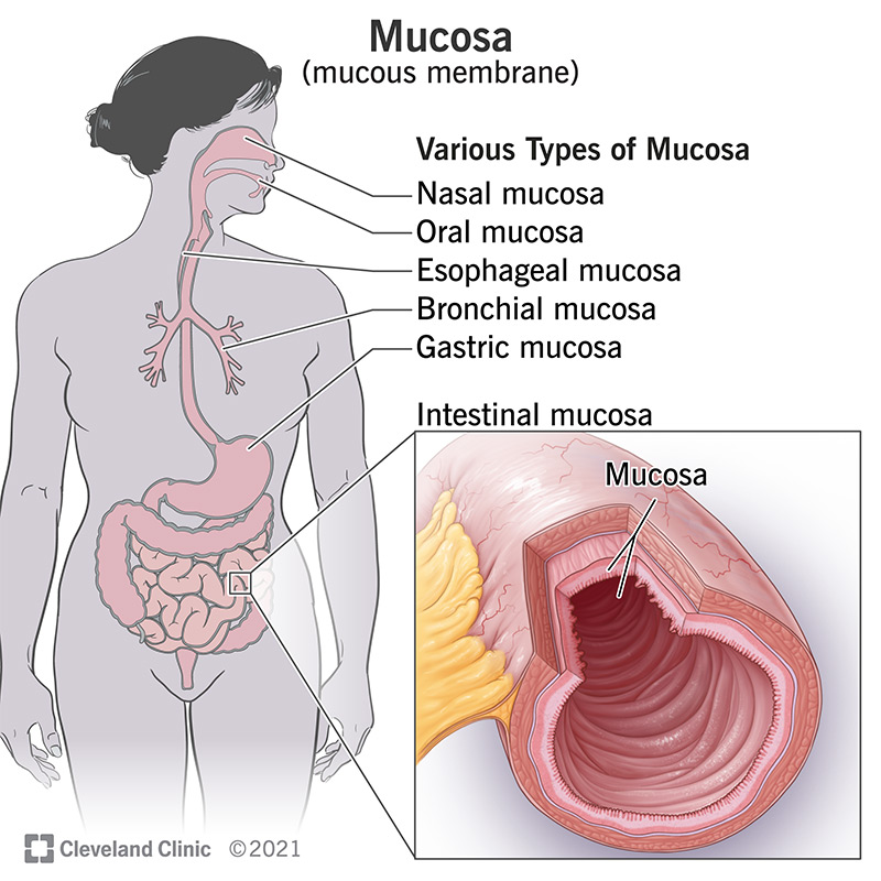 Mucosa is the mucus-secreting membrane that lines many of your body’s cavities and organs. It has three layers.