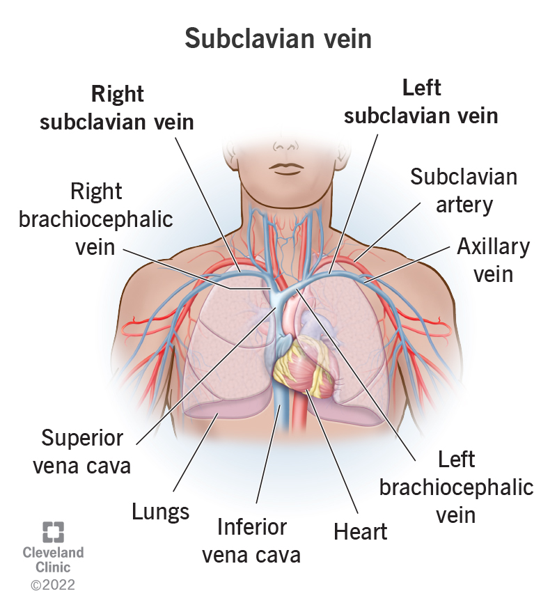 The subclavian vein is in between your brachiocephalic vein and your axillary vein.