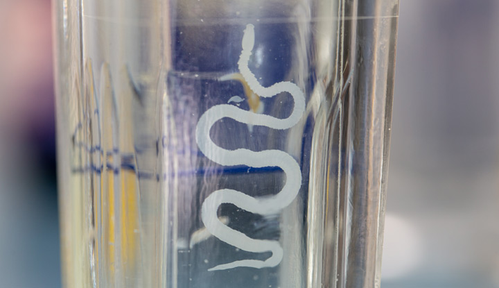 A tapeworm is flat like tape. Its body grows in segments from the neck, while the head attaches to your intestines.