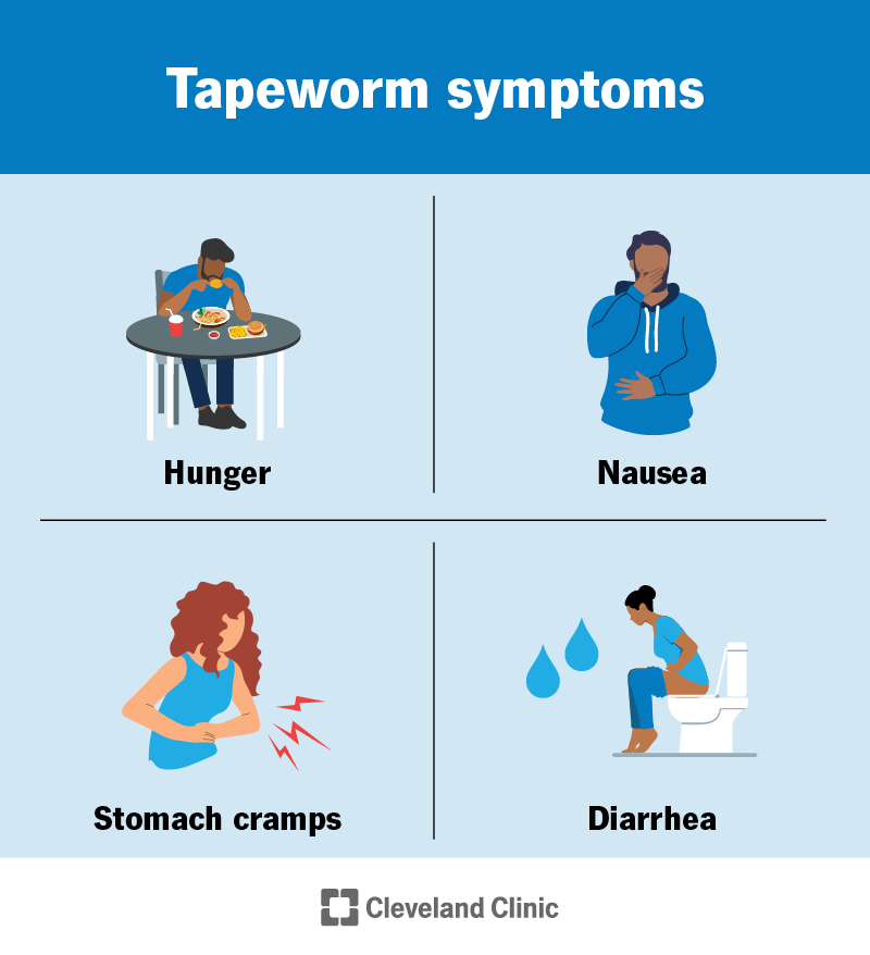 Symptoms of a tapeworm infection, including hunger, nausea, stomach cramps and diarrhea
