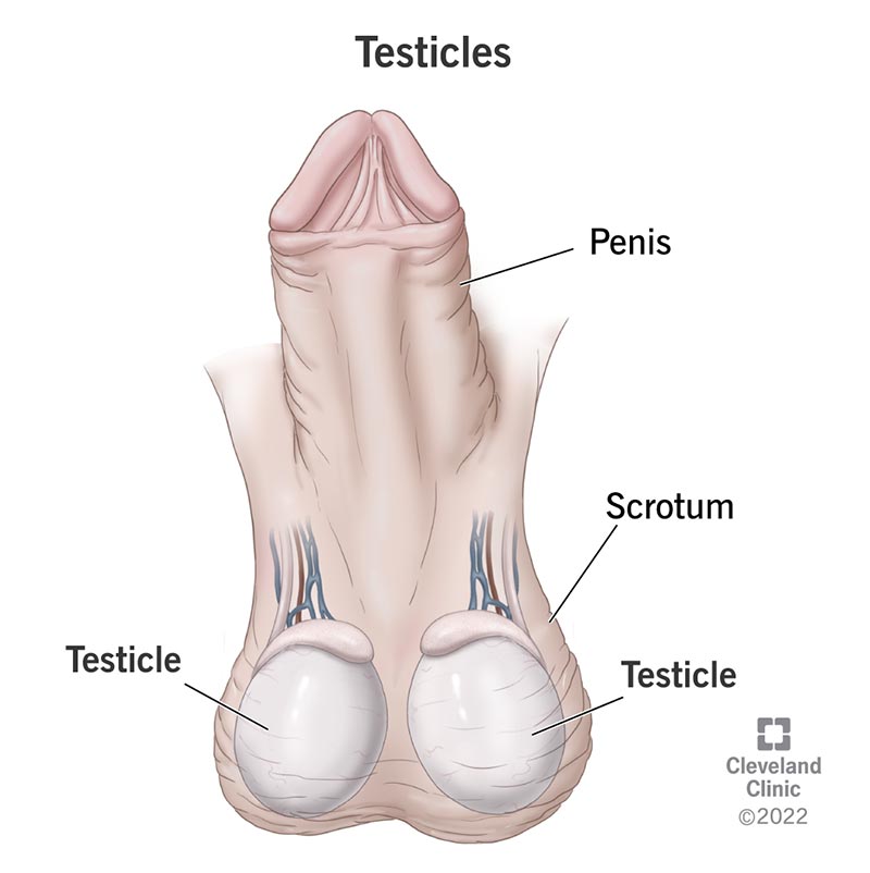 An illustration showing two testicles contained in the scrotum below the penis.