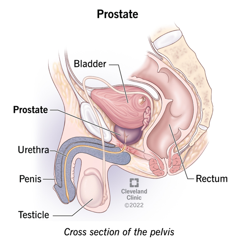 The prostate is a walnut-shaped gland in your pelvis that rests below your bladder and in front of your rectum.