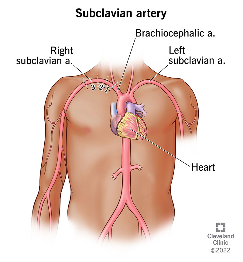 Your two subclavian arteries moving blood to your upper body.