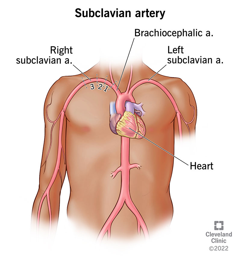 subclavian artery axillary artery