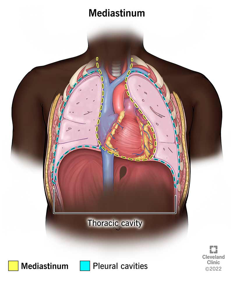 Illustration showing the location of your mediastinum. It's between your two pleural cavities (left and right).