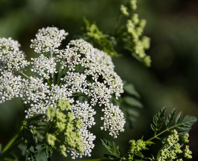 Poison hemlock has leaves that look like parsley and small, white flowers with petals that grow in an umbrella-shaped cluster.