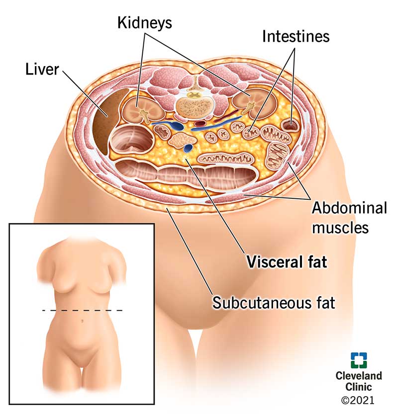Visceral fat lies deep within your abdominal walls and surrounds your liver, kidney, intestines and other organs. It differs from subcutaneous fat, which is just beneath your skin.