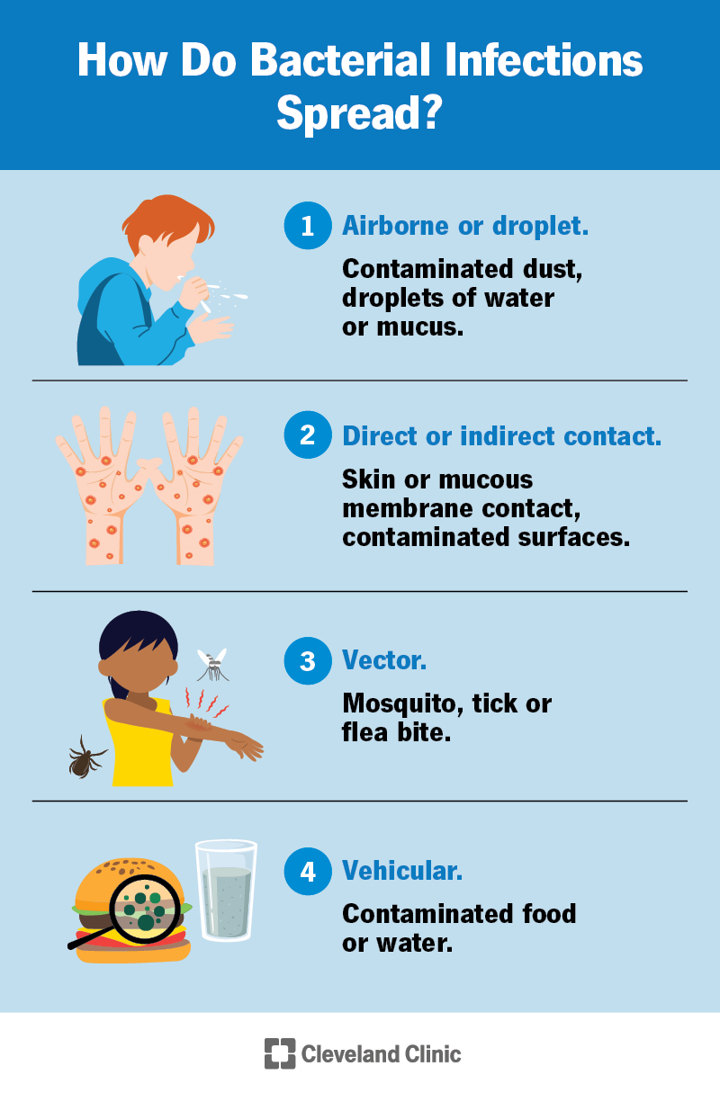 Bacterial infections spread through direct or indirect contact, droplets, bug bites, contaminated food or water and more.