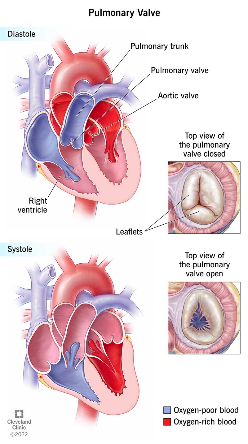 Illustration showing how your pulmonary valve opens and closes to manage blood flow.