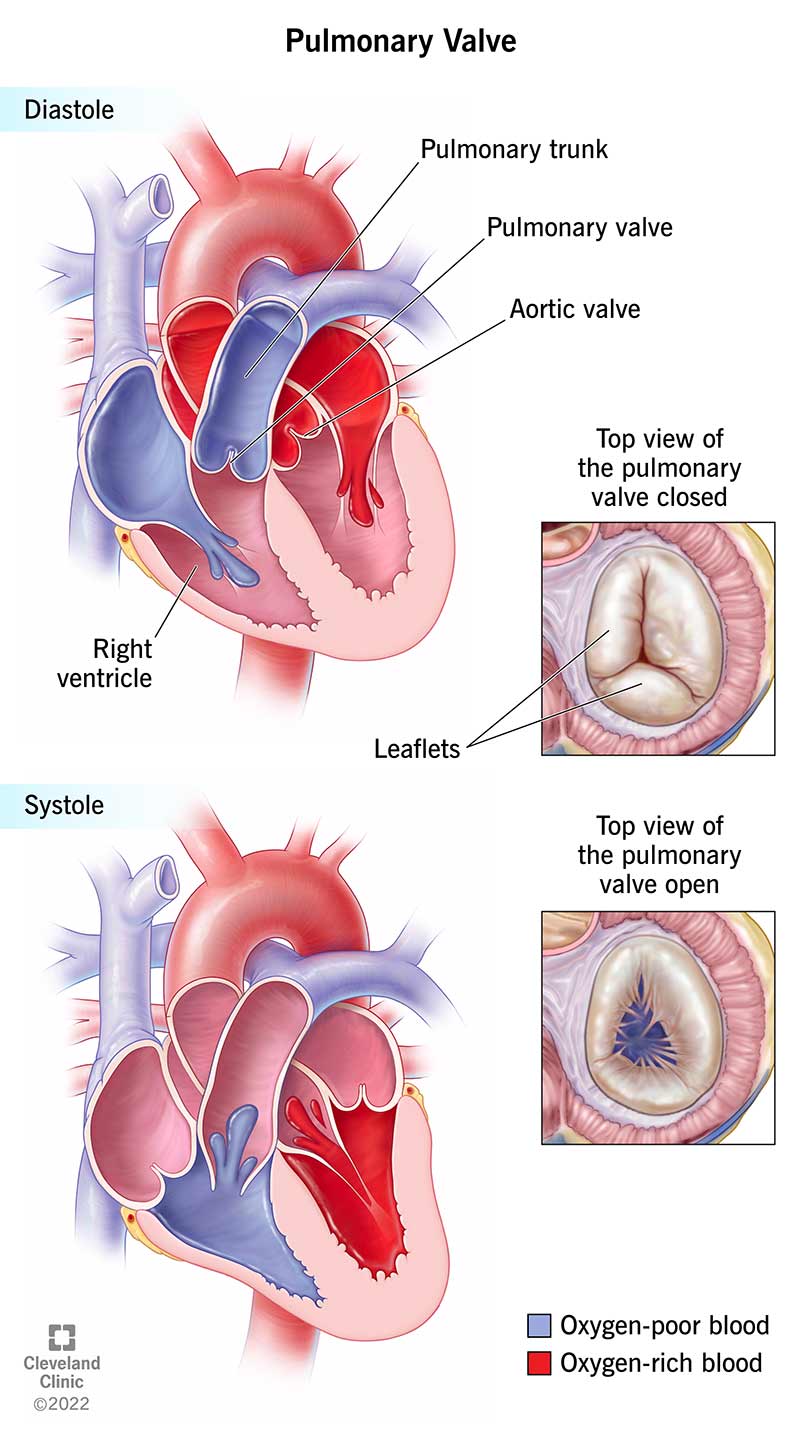 What is the Pulmonary Valve