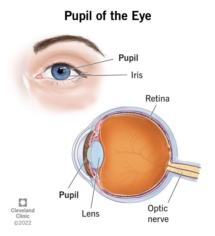 Vision happens because the pupil in your eye (located in the iris) lets light through to the lens, where it goes first to the retina, which converts it to electrical signals sent to the brain via the optic nerve.