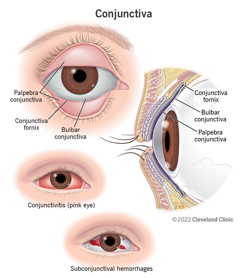 Labeled anatomy of the conjunctiva