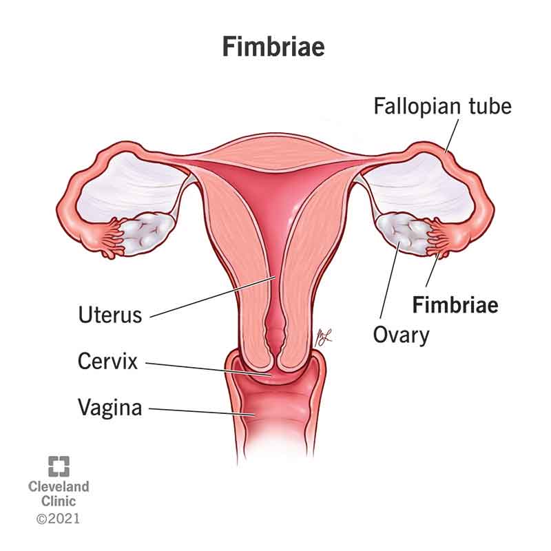 Reproductive system of a person assigned female at birth, including the fimbriae.