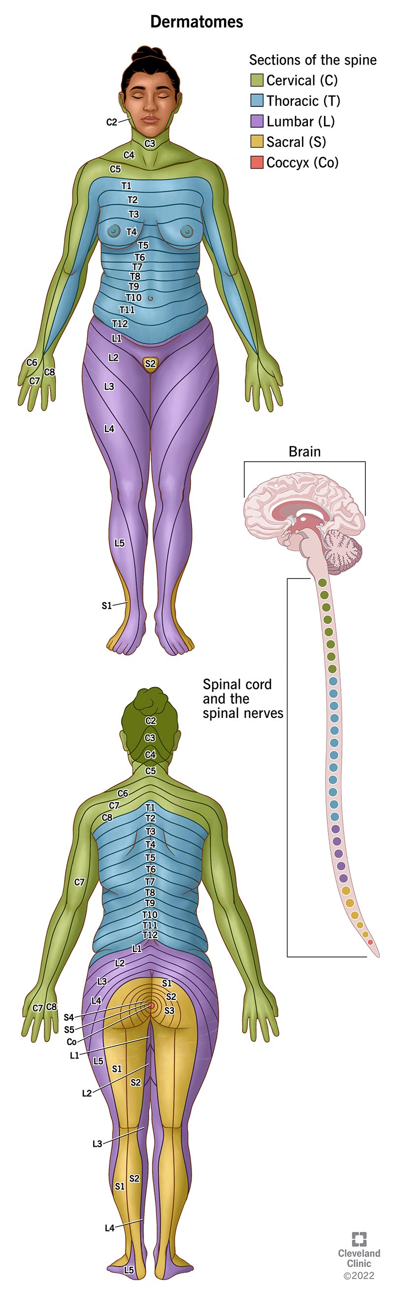 Dermatomes of your skin can serve as a map, providing clues to the location of spinal cord and spinal nerve injuries.