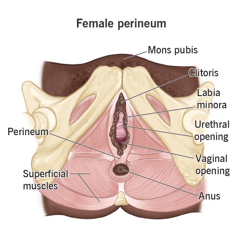 View of the vulva that shows the location of the perineum, situated between the vaginal opening and anus