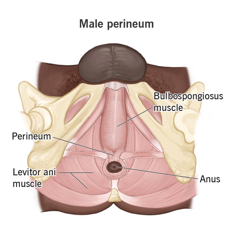 View of the perineum, surrounded by muscles in the pelvic floor