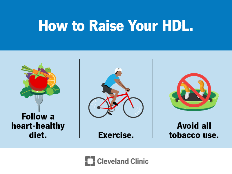 Infographic showing ways to raise your HDL cholesterol.