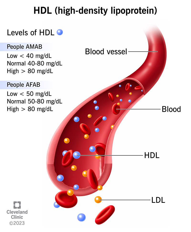 The normal range for HDL or “good” cholesterol varies by assigned sex at birth.