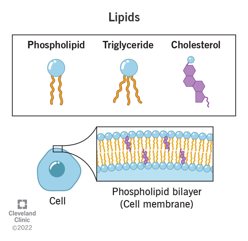 Various types of lipids, or useful chemical compounds in your body.