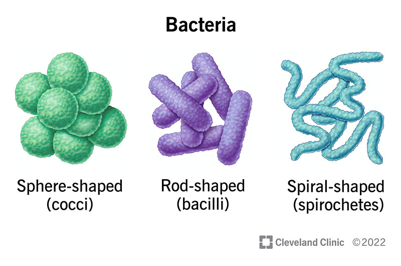 One way scientists classify bacteria is by their shape. The three basic bacterial shapes include spheres, rods and spirals.