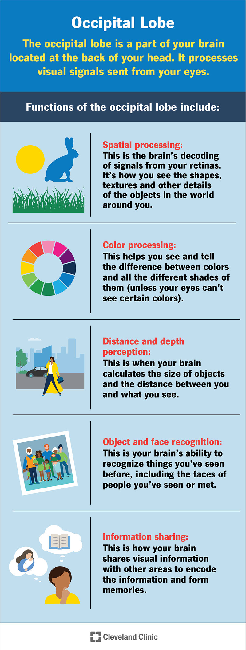 The occipital lobe processes what your eyes see, including shapes, colors, distance and more. It translates signals from your eyes into a form your brain can use.