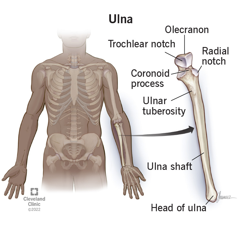 The labeled anatomy of the ulna