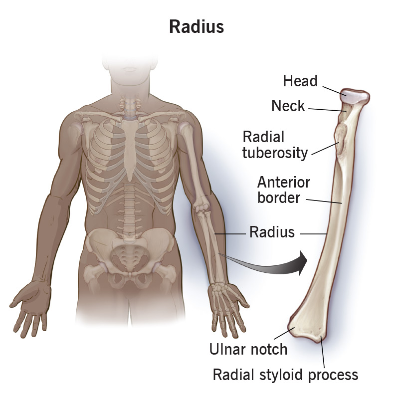 The radius is a bone in your forearm that helps you move your arm and wrist.