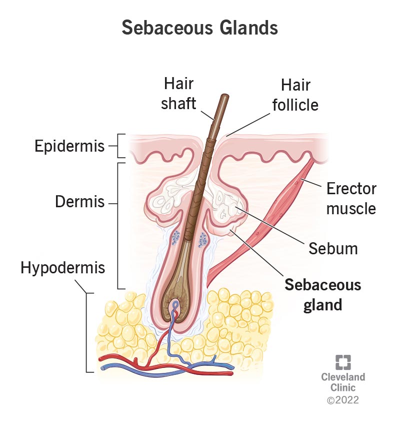Sebaceous glands are organs full of sebum connected to your hair follicles.