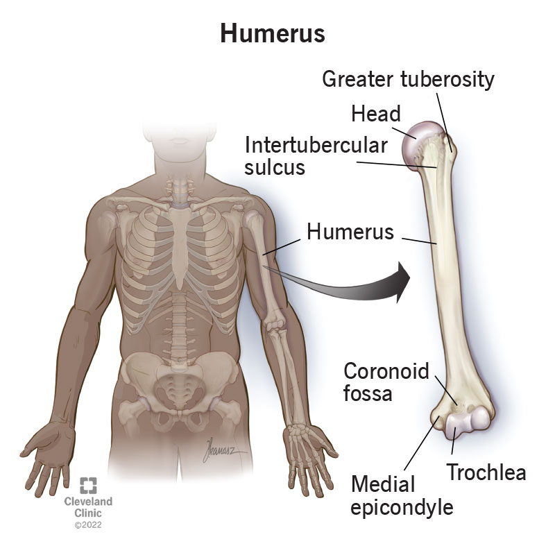 An illustration showing the labeled anatomy of the humerus