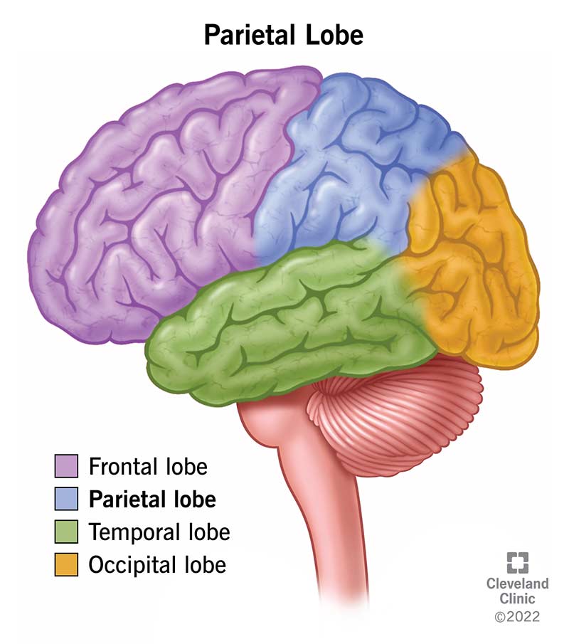 Your parietal lobe is at the upper back of the brain, approximately just beneath the crown of your skull.