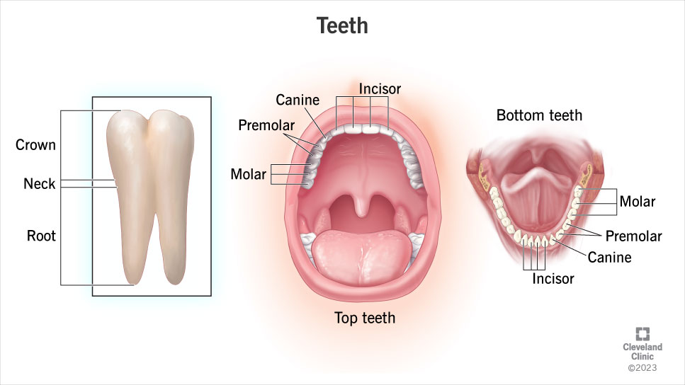 Teeth types (incisors, canines, premolars, molars) and anatomy of a tooth.