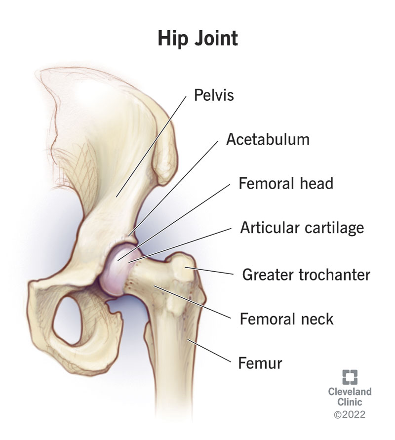 The bones in and around the hip joint, which connects the femur to the pelvis.