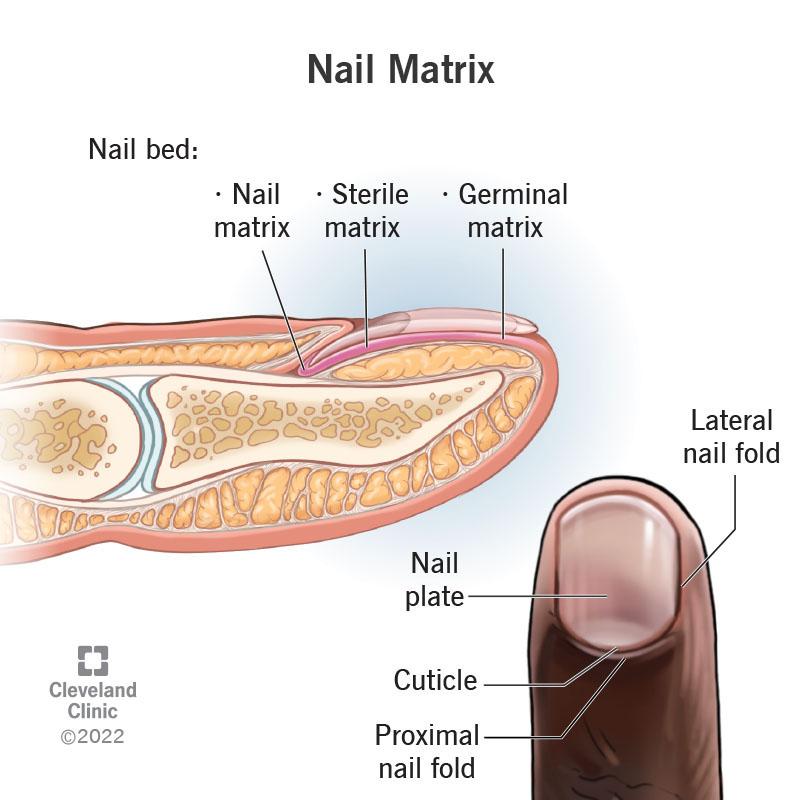A diagram of a finger showing the nail matrix and parts of the finger nail.