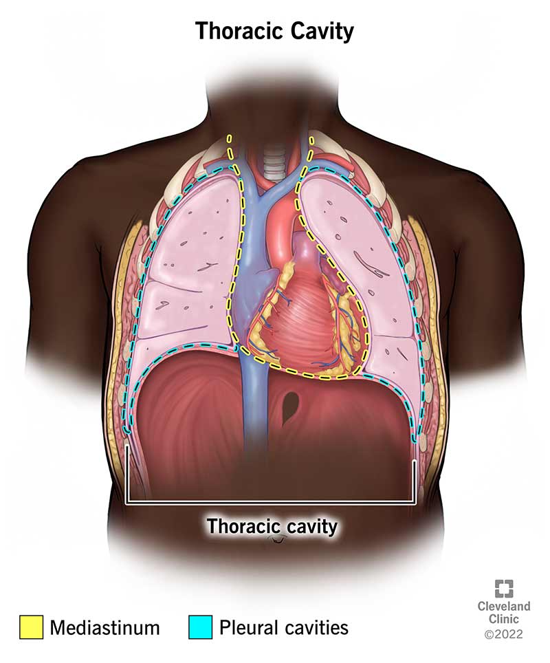 Illustration of the thoracic cavity. It shows the mediastinum with a pleural cavity on each side.