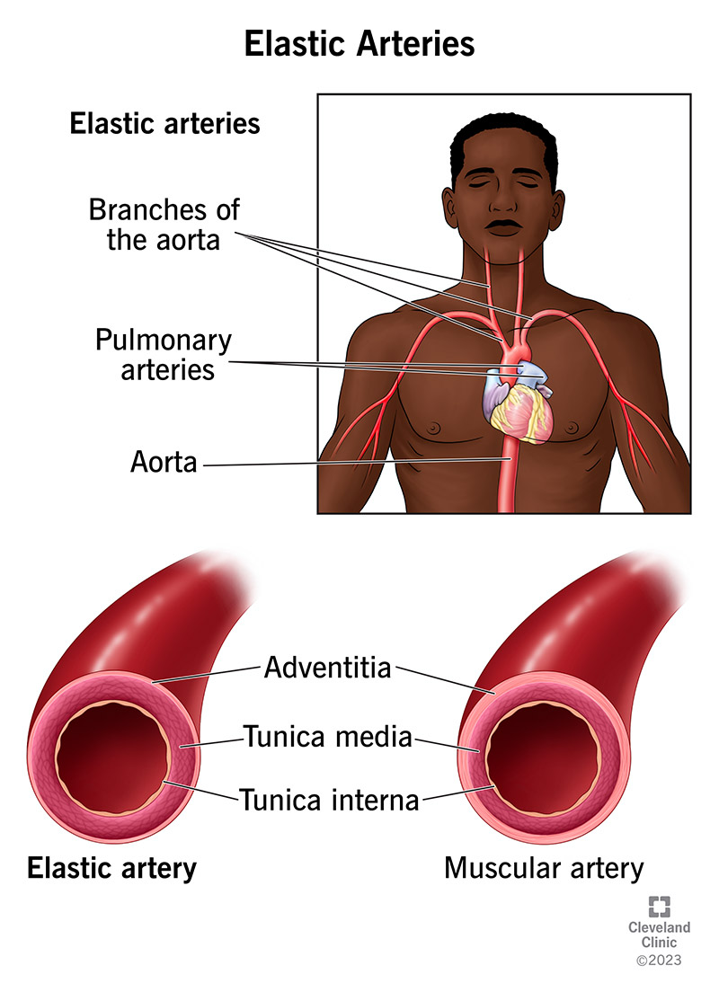 Elastic arteries have more elastic tissue than muscular arteries to respond to your heart pumping in bursts.