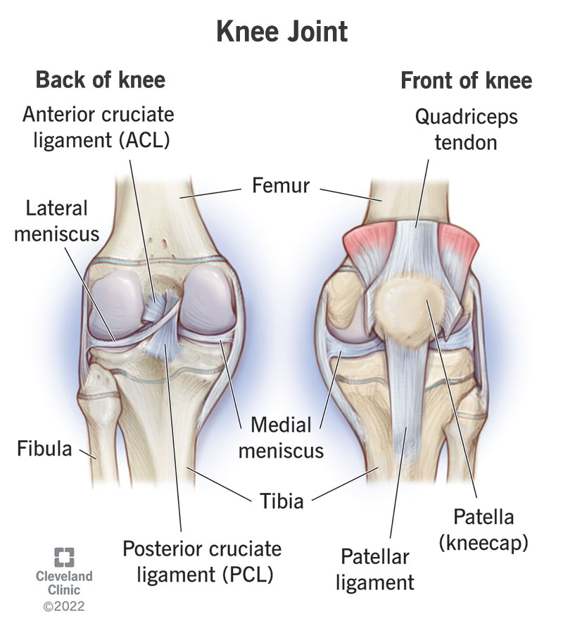 Knee socket on sale