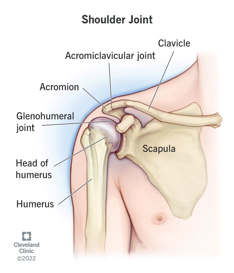 An illustration of the bones in a person’s right shoulder joint.